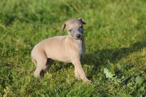 Whippet  Femelle Sable Bleuté Unie Du Frison Impérial 3aeb4