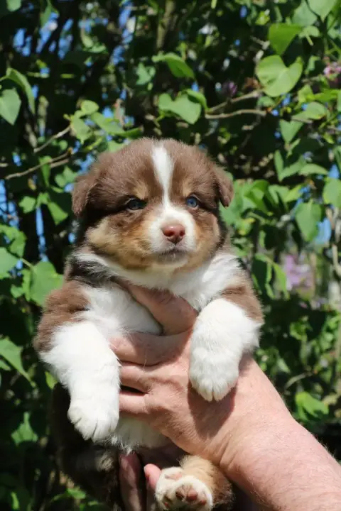 Berger Australien  Chiot N°5 De Windy'Stia