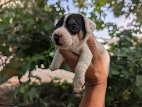 Parson Russell Terrier  Chiot N°4 Budawang