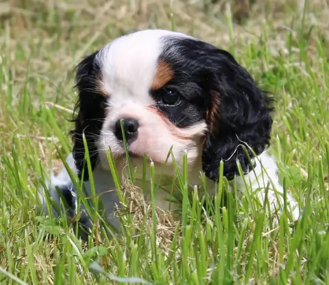 Cavalier King Charles Spaniel  Chiot N°1