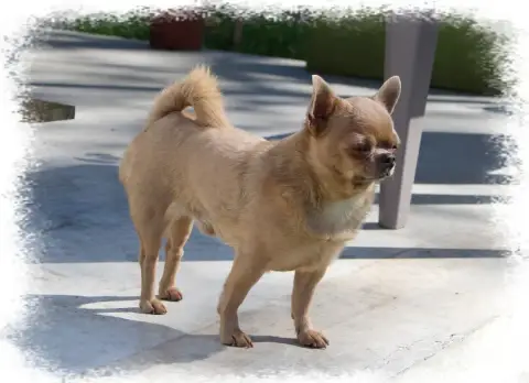 Chihuahua  Blue Rose Poils Longs Star Pyla photo 3
