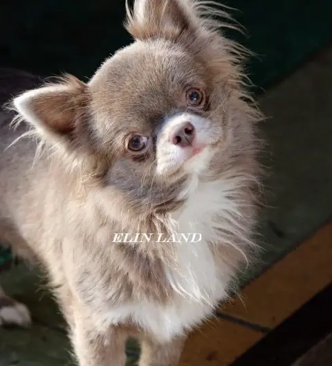 Chihuahua  Bella Des Rois Du Monde photo 3