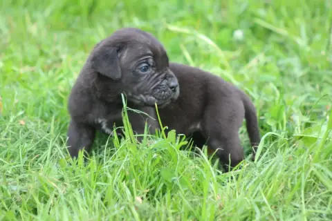 Cane Corso  Chiot N°6 photo 3