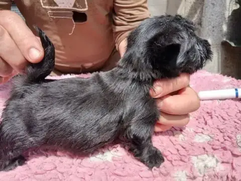 Scottish Terrier  Chiot N°2 Gaterin