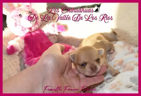 Chihuahua photo 2