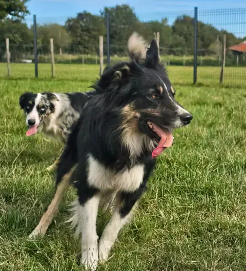 Border Collie photo 3