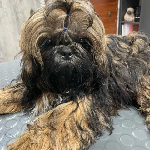 Shih Tzu  Bali The Tresors By Lou