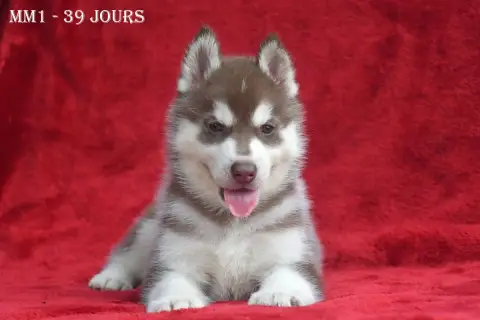 Siberian Husky  Brownie De La Source Du Montet