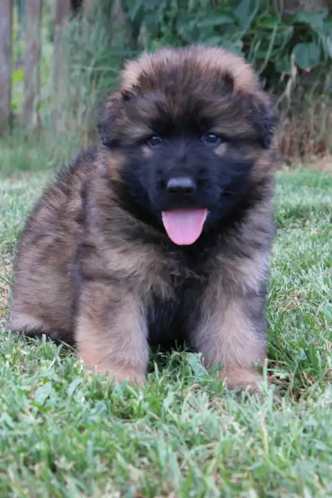 Berger Allemand Poil Long  Chiot 6 De L'Hacienda Del  368f3 photo 3