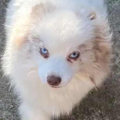Pomsky Mini 6,5 Kg