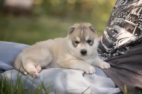 Siberian Husky  Bunny Zorsky