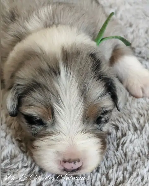 Berger Australien  Chiot 4 / Collier Vert De La Cité  94ee7