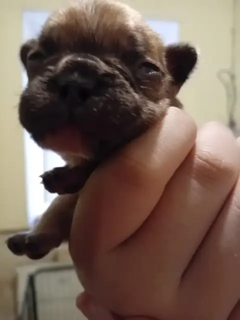 Bouledogue Français  Chiot N°5 Da Cidade Invicta