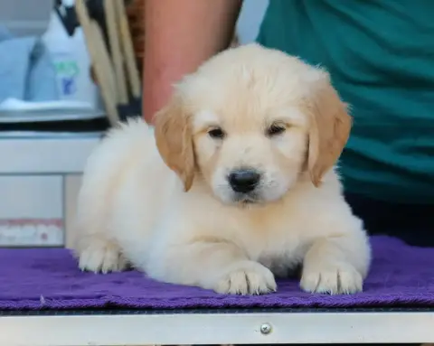 Golden Retriever  Chiot N°7 Jaune De Windy'Stia photo 2