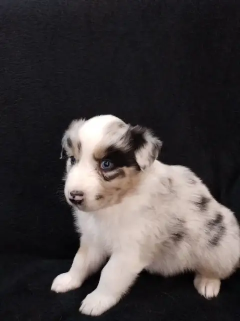 Berger Australien  Chiot 4 Collier Vert Du Domaine De 4a09f photo 2