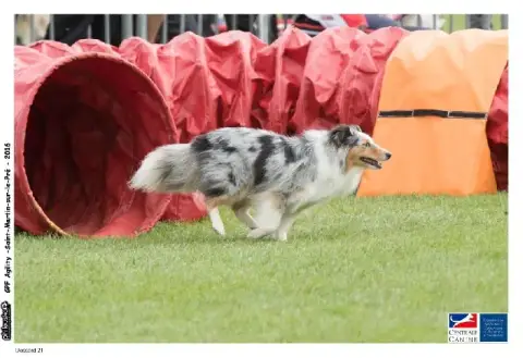 Shetland Sheepdog photo 3