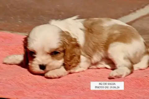 Cavalier King Charles Spaniel  Salsa M2 De La Bastide bb868 photo 2