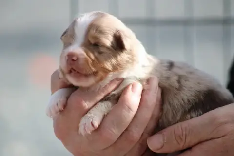 Berger Américain Miniature  Chiot 3 Des Romarins De M fb14d