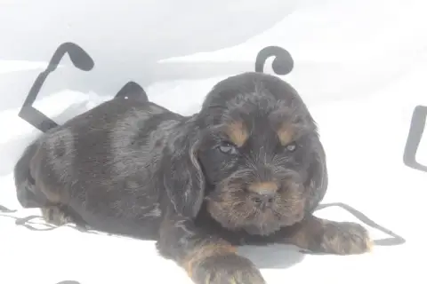 Cocker Spaniel Anglais  Femelle Noire Et Feu Of Canil 8d6e6