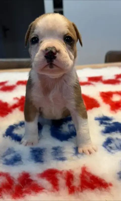Bulldog Continental  M5 Artus Des Dieux De L'Arène photo 2