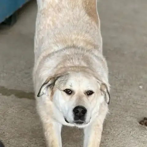 Nouma, Adoption Urgente