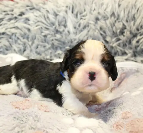 Cavalier King Charles Spaniel  Chiot N°1