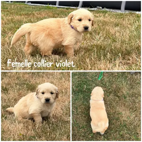 Golden Retriever 
                        Femelle Col 00f11