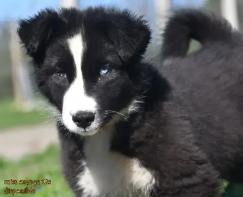 Laika De Iakoutie  Chiot 6 Des Legendes De Retz
