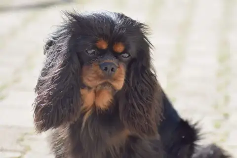 Cavalier King Charles Spaniel  Chiot N°1 Vom Der Rite 35bf9 photo 3
