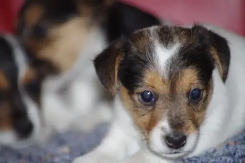 Jack Russell Terrier  Beatrix A L'Ouest Des Prés De L 8a59e