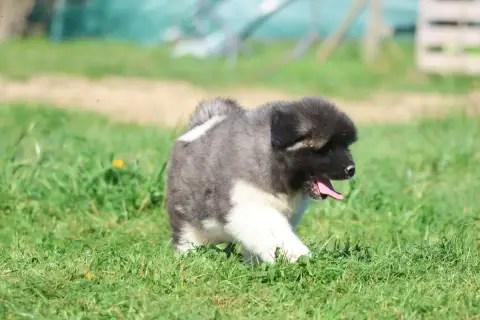 Akita Americain  Bears Of Kitakami De Daybreak Northe b1c32 photo 3