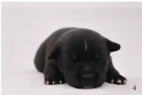 Staffordshire Bull Terrier  Chiot Noir Et Blanc Du Ro 396c0
