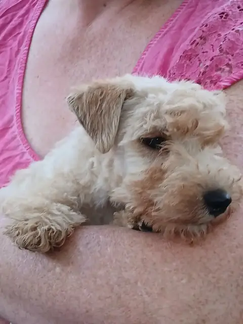 Lakeland Terrier 
                        Baccarat Ro 7fe65