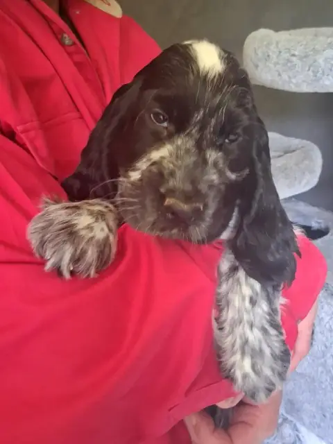 Cocker Spaniel Anglais  Chiot 4 Bleu Du Bois Des Volc 51d53 photo 2