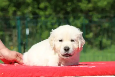Golden Retriever  Mâle (Collier Noir) De La Tombée De f3693