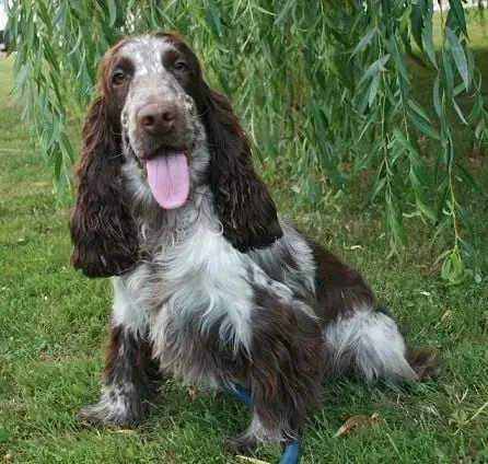 Cocker Spaniel Anglais  Chiot N°7 Des Marais De Courm 9d61e photo 3
