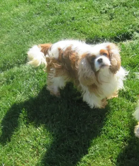 Cavalier King Charles Spaniel  Bounty Of Mysterious T f5e2f photo 3