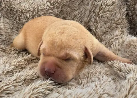 Labrador Retriever  Biscotte Of Mayajoe'S Dreams
