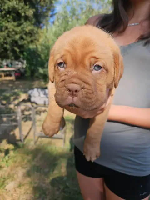 Dogue De Bordeaux 
                        Collier Tu bfeca photo 2