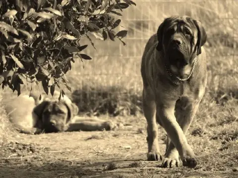 Mastiff  Babine photo 2