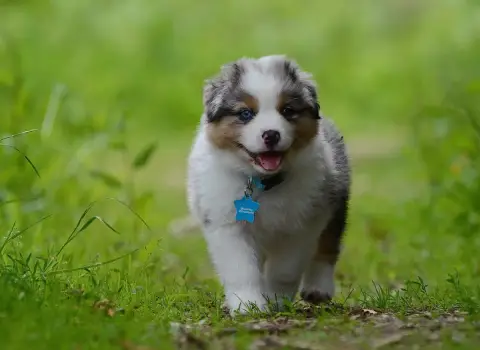 Berger Australien  Back To Michigan Warren Du Chemin  eae44 photo 2