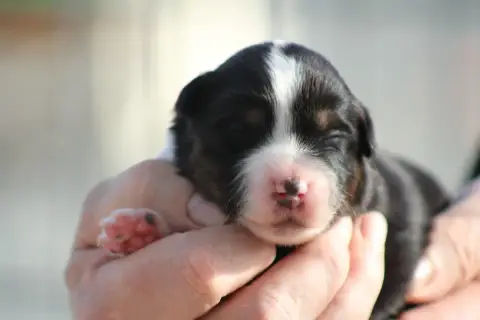 Berger Américain Miniature  Chiot 3 Des Romarins De M fe7ad photo 3