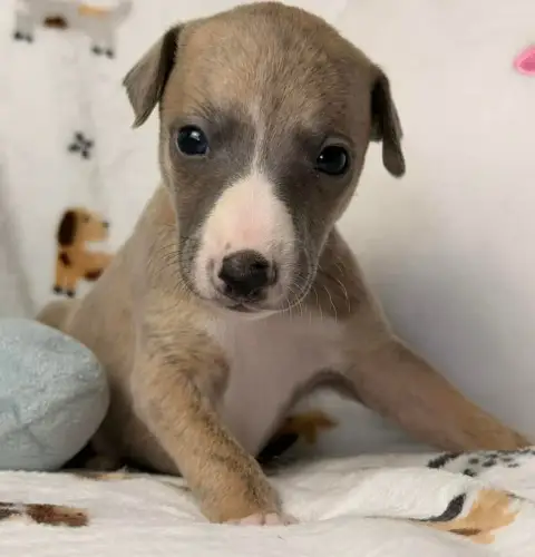 Whippet  Birkin De La Bastie D'Hucaroc