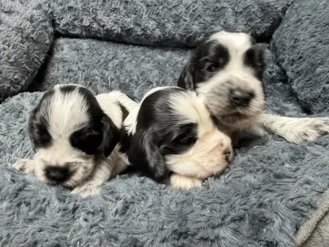 Cocker Spaniel Anglais  Chiot N°8 Du Moulin De Madjur 46bfc