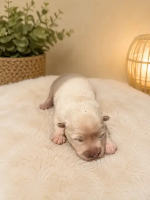Chien Finnois De Laponie  Chiot N°4 Du Domaine De Mir f8d53