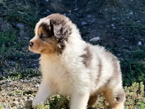 Berger Australien  Chiot N°1 Du Château De L'Amour photo 3