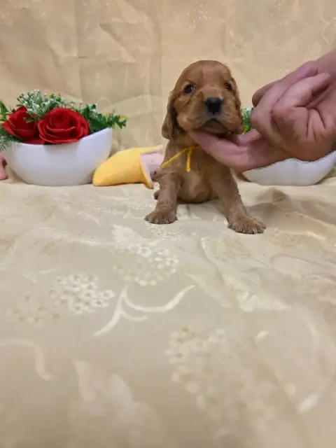 Cocker Spaniel Anglais 
                        B.... 2f0d5