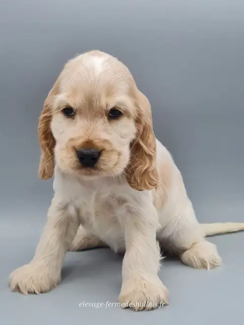 Cocker Spaniel Anglais  Brie Du Mont De La Chenaie photo 2