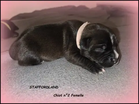 Staffordshire Bull Terrier  Chiot N°2 Staffordland
