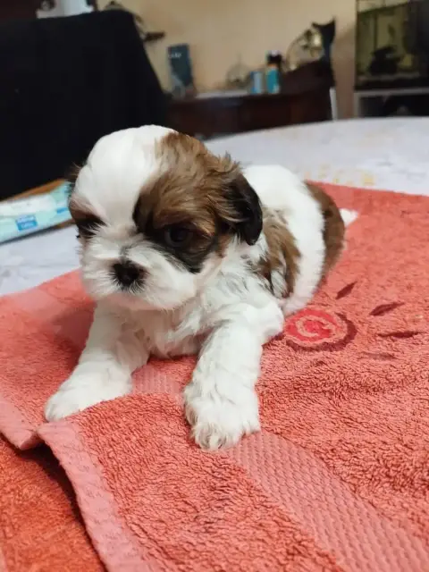Shih Tzu  Bambou Du Jardin Des Perles De Cixi